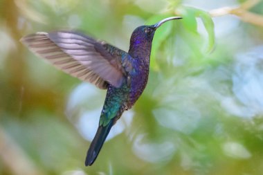 Sinekkuşu (Trochilidae) Uçan taşlar