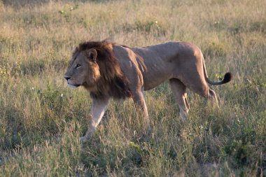 Güçlü aslan avı Kenya'daki Masai Mara, (Panthera leo için hazır lionesses izliyor)