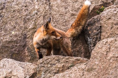 Kızıl Tilki atlama , Vulpes vulpes, Avrupa'dan yaban hayatı sahnesi. Doğa habitat Turuncu kürk ceket hayvan. Yeşil orman çayırında tilki. Uzun turuncu kuyruklu hayvan