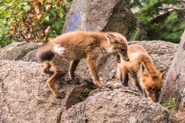 Kızıl Tilki atlama , Vulpes vulpes, Avrupa'dan yaban hayatı sahnesi. Doğa habitat Turuncu kürk ceket hayvan. Yeşil orman çayırında tilki. Uzun turuncu kuyruklu hayvan