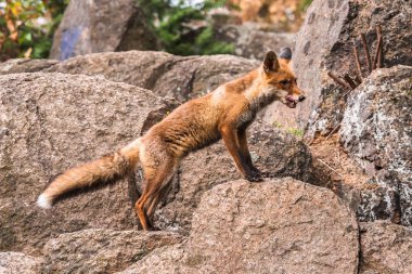 Kızıl Tilki atlama , Vulpes vulpes, Avrupa'dan yaban hayatı sahnesi. Doğa habitat Turuncu kürk ceket hayvan. Yeşil orman çayırında tilki. Uzun turuncu kuyruklu hayvan