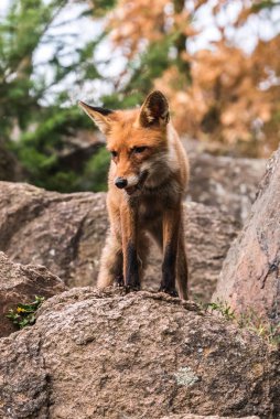 Kızıl Tilki atlama , Vulpes vulpes, Avrupa'dan yaban hayatı sahnesi. Doğa habitat Turuncu kürk ceket hayvan. Yeşil orman çayırında tilki. Uzun turuncu kuyruklu hayvan