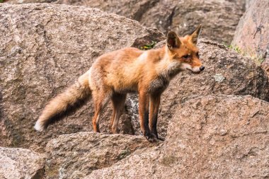 Kızıl Tilki atlama , Vulpes vulpes, Avrupa'dan yaban hayatı sahnesi. Doğa habitat Turuncu kürk ceket hayvan. Yeşil orman çayırında tilki. Uzun turuncu kuyruklu hayvan