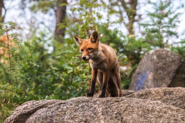 Kızıl Tilki atlama , Vulpes vulpes, Avrupa'dan yaban hayatı sahnesi. Doğa habitat Turuncu kürk ceket hayvan. Yeşil orman çayırında tilki. Uzun turuncu kuyruklu hayvan