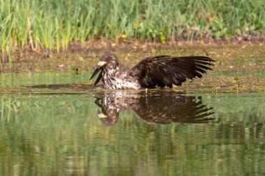 Beyaz kuyruklu Kartal, Haliaeetus albicilla, suyun üzerinde uçan, arka planda ormanlı yırtıcı kuş, doğal yaşam alanında hayvan, İsveç 'ten vahşi yaşam. Kartal karanlık gölün üzerinde uçuyor.