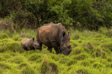 Güney Afrika'da açık bir alanda otlayan beyaz gergedan / gergedan