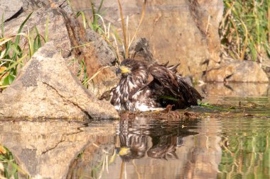 Beyaz kuyruklu Kartal, Haliaeetus albicilla, suyun üzerinde uçan, arka planda ormanlı yırtıcı kuş, doğal yaşam alanında hayvan, İsveç 'ten vahşi yaşam. Kartal karanlık gölün üzerinde uçuyor.