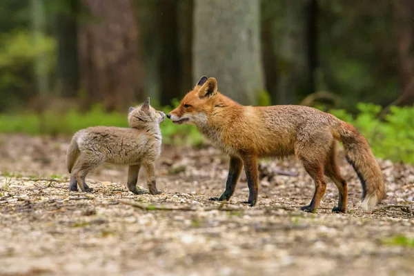 Lindo Zorro Rojo Vulpes Vulpes Bosque Otoñal Hermoso Animal Hábitat — Foto de Stock