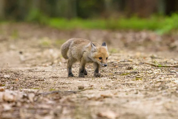 Милий Red Fox Лисиця Лисиця Лісі Падіння Красиве Тварину Середовищі — стокове фото