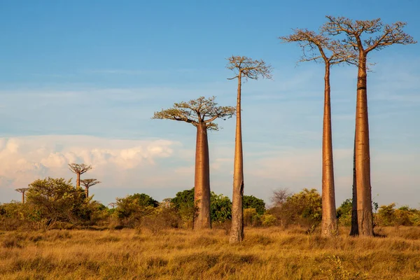 Belas Árvores Baobab Pôr Sol Avenida Dos Baobás Madagáscar — Fotografia de Stock