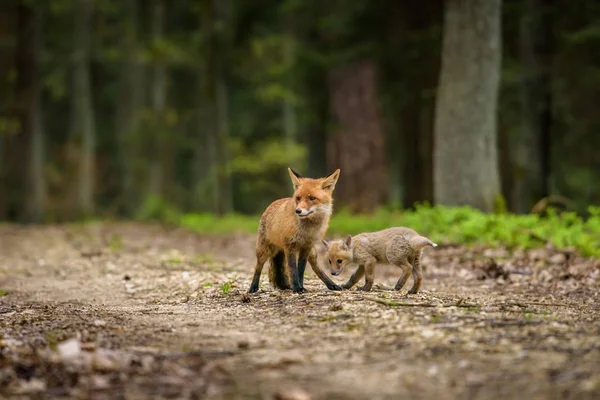 Симпатичный Красный Лиса Vulpes Vulpes Осеннем Лесу Красивое Животное Природе — стоковое фото