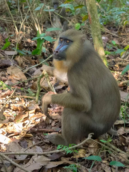 Mandrill'di yakın çekim portre (Mandrillus Sfenks)