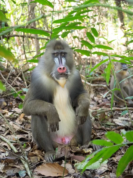 Mandrill Nahaufnahme Porträt Mandrillus Sphinx — Stockfoto