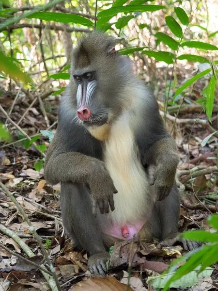 Mandrill Közeli Portré Mandrillus Szfinx — Stock Fotó