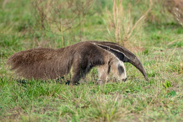 Běh Mravenečník Myrmecophaga Tridactyla Zvíře Dlouhým Ocasem Dlouhý Nos Pantanal — Stock fotografie