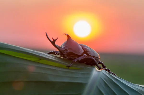 Coléoptère Rhinocéros Européen Dans Nature Oryctes Nasicornis — Photo