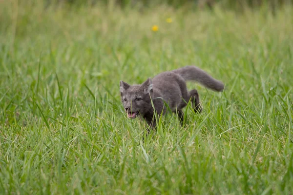 Mignon Petit Renard Arctique Alopex Lagopus Beringensis Sur Fond Herbe — Photo