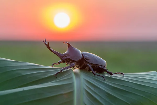 Coléoptère Rhinocéros Européen Dans Nature Oryctes Nasicornis — Photo