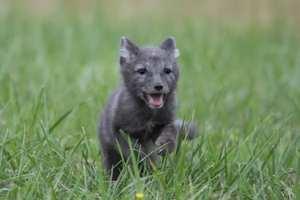 Mignon Petit Renard Arctique Alopex Lagopus Beringensis Sur Fond Herbe — Photo