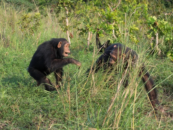 黑猩猩由两个现存的物种组成 普通黑猩猩和博诺博 它们与人类 大猩猩和猩猩一起 是人类科的一部分 — 图库照片