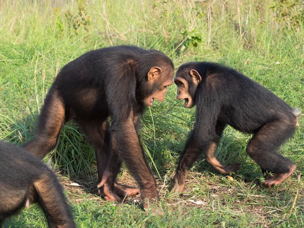 Chimpanzee consists of two extant species: the common chimpanzee and the bonobo. Together with humans, gorillas and orangutans they are part of the family Hominidae (the great apes). (Pan troglodytes)