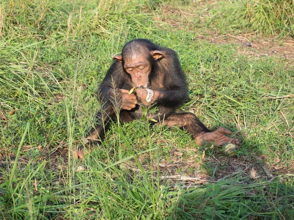 Chimpanzé Compose Deux Espèces Existantes Chimpanzé Commun Bonobo Avec Les — Photo