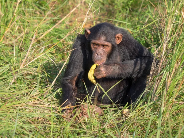 Chimpanzé Compose Deux Espèces Existantes Chimpanzé Commun Bonobo Avec Les — Photo