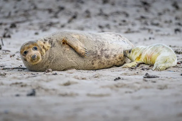 Atlantic Grey Seal Pup Sandy Beach Atlantic Grey Seal Pup — Fotografia de Stock