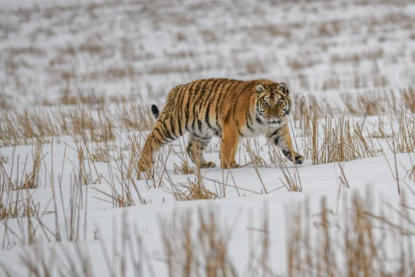 Tigre Siberiano Nieve Panthera Tigris —  Fotos de Stock