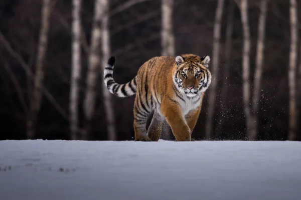 Σιβηρική Τίγρη Στο Χιόνι Panthera Tigris — Φωτογραφία Αρχείου