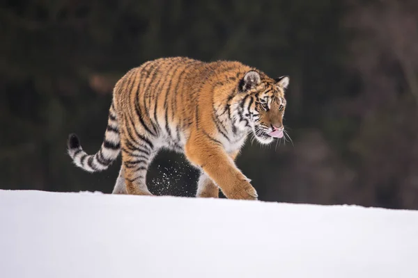 Tigre Sibérie Dans Neige Panthera Tigris — Photo