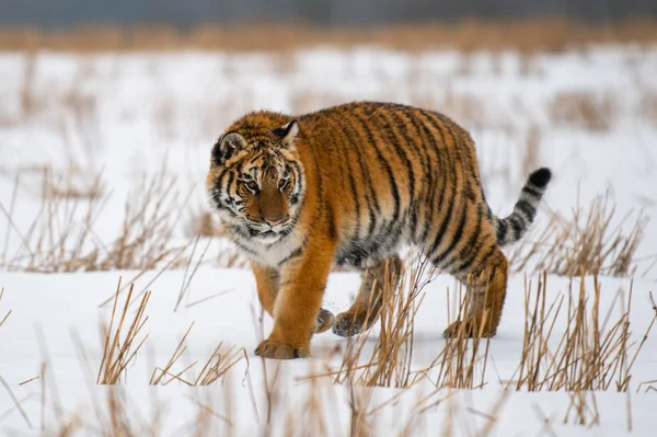 Tigre Siberiano Nieve Panthera Tigris —  Fotos de Stock