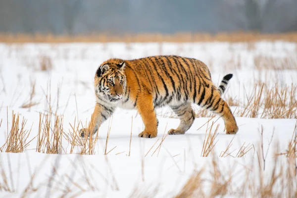 Σιβηρική Τίγρη Στο Χιόνι Panthera Tigris — Φωτογραφία Αρχείου