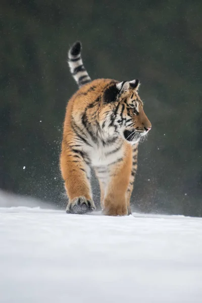 Tigre Siberiano Neve Panthera Tigris — Fotografia de Stock