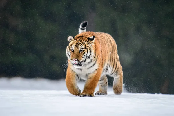 Σιβηρική Τίγρη Στο Χιόνι Panthera Tigris — Φωτογραφία Αρχείου