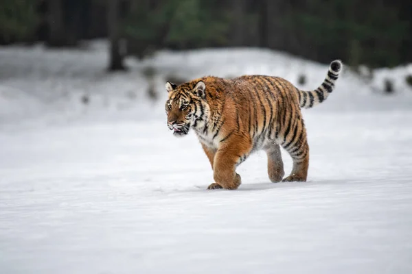 Szibériai Tigris Panthera Tigris Hóban — Stock Fotó