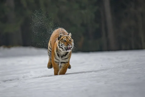 Szibériai Tigris Panthera Tigris Hóban — Stock Fotó