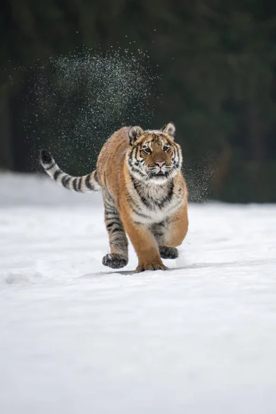 Σιβηρική Τίγρη Στο Χιόνι Panthera Tigris — Φωτογραφία Αρχείου