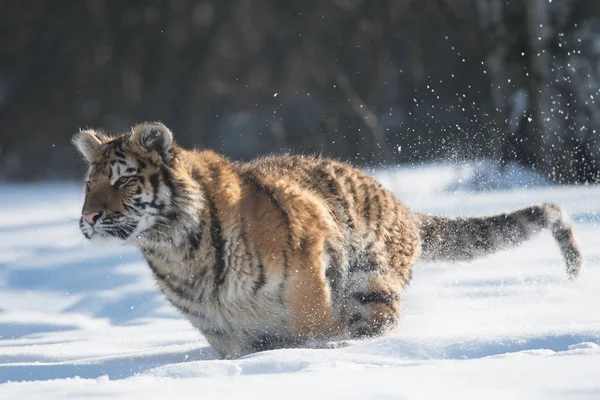 Tigre Siberiano Neve Panthera Tigris — Fotografia de Stock