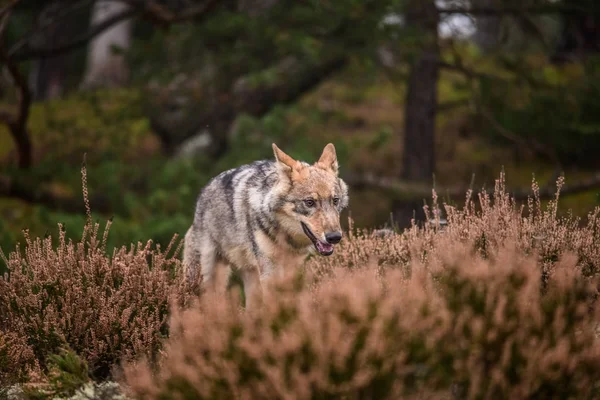 灰色オオカミ Canis Lupus として知られている夏の間カナダの森で積極的なの支配的な表情を表示するタイリクオオカミの肖像画間近します — ストック写真