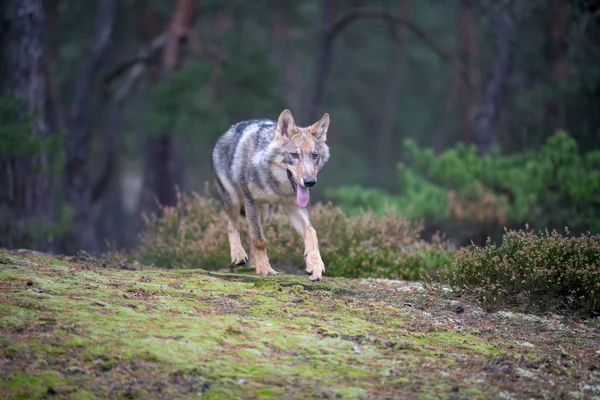 灰色オオカミ Canis Lupus として知られている夏の間カナダの森で積極的なの支配的な表情を表示するタイリクオオカミの肖像画間近します — ストック写真