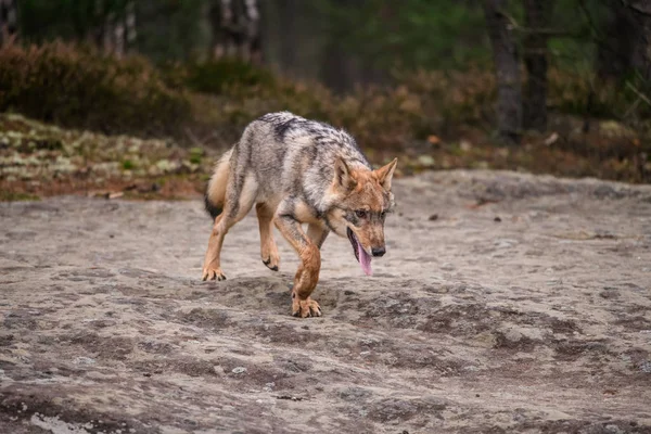 Retrato Cerca Lobo Gris Canis Lupus También Conocido Como Lobo — Foto de Stock