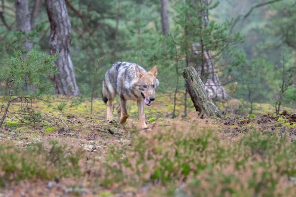 灰色オオカミ Canis Lupus として知られている夏の間カナダの森で積極的なの支配的な表情を表示するタイリクオオカミの肖像画間近します — ストック写真
