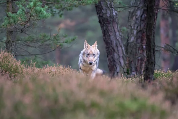 灰色オオカミ Canis Lupus として知られている夏の間カナダの森で積極的なの支配的な表情を表示するタイリクオオカミの肖像画間近します — ストック写真