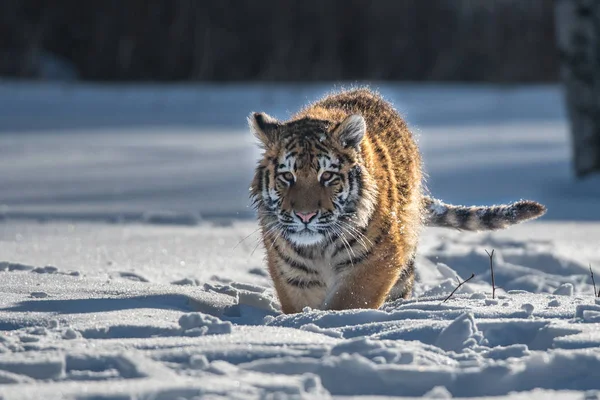 Tigre Siberiano Nieve Panthera Tigris — Foto de Stock