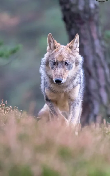 Portrait Rapproché Loup Gris Canis Lupus Également Connu Sous Nom — Photo