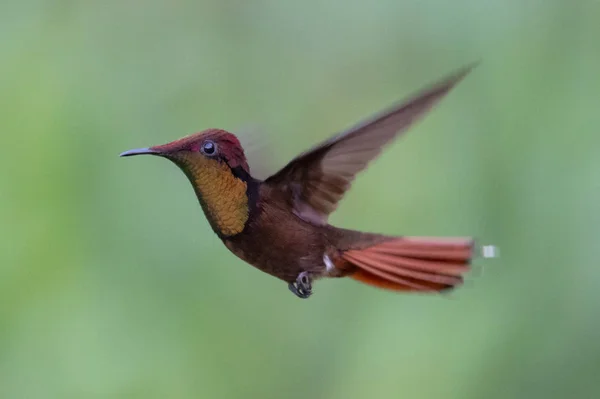 Kolibřík Trochilidae Létající Drahokamy Ekvádor — Stock fotografie