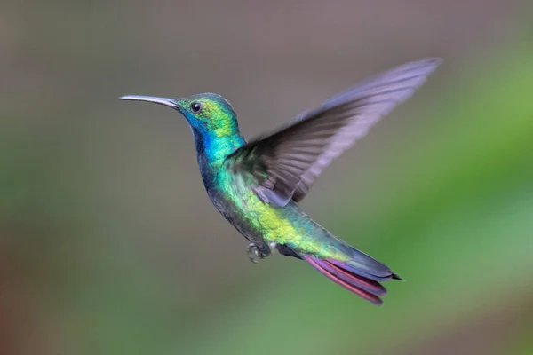 Sinek kuşu (Trochilidae) uçan Ekvador gems