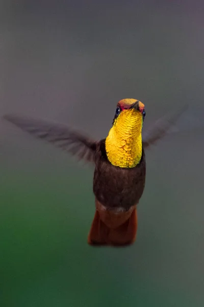 Beija Flor Trochilidae Gemas Voadoras Equador — Fotografia de Stock