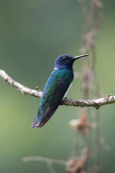 Колибри Trochilidae Летающие Драгоценные Камни Ecuador — стоковое фото